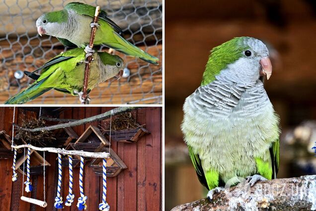 В новый дом переселили попугаев-монахов
