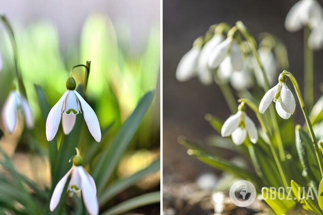 Едем 'охотиться' на подснежники: топ самых интересных локаций