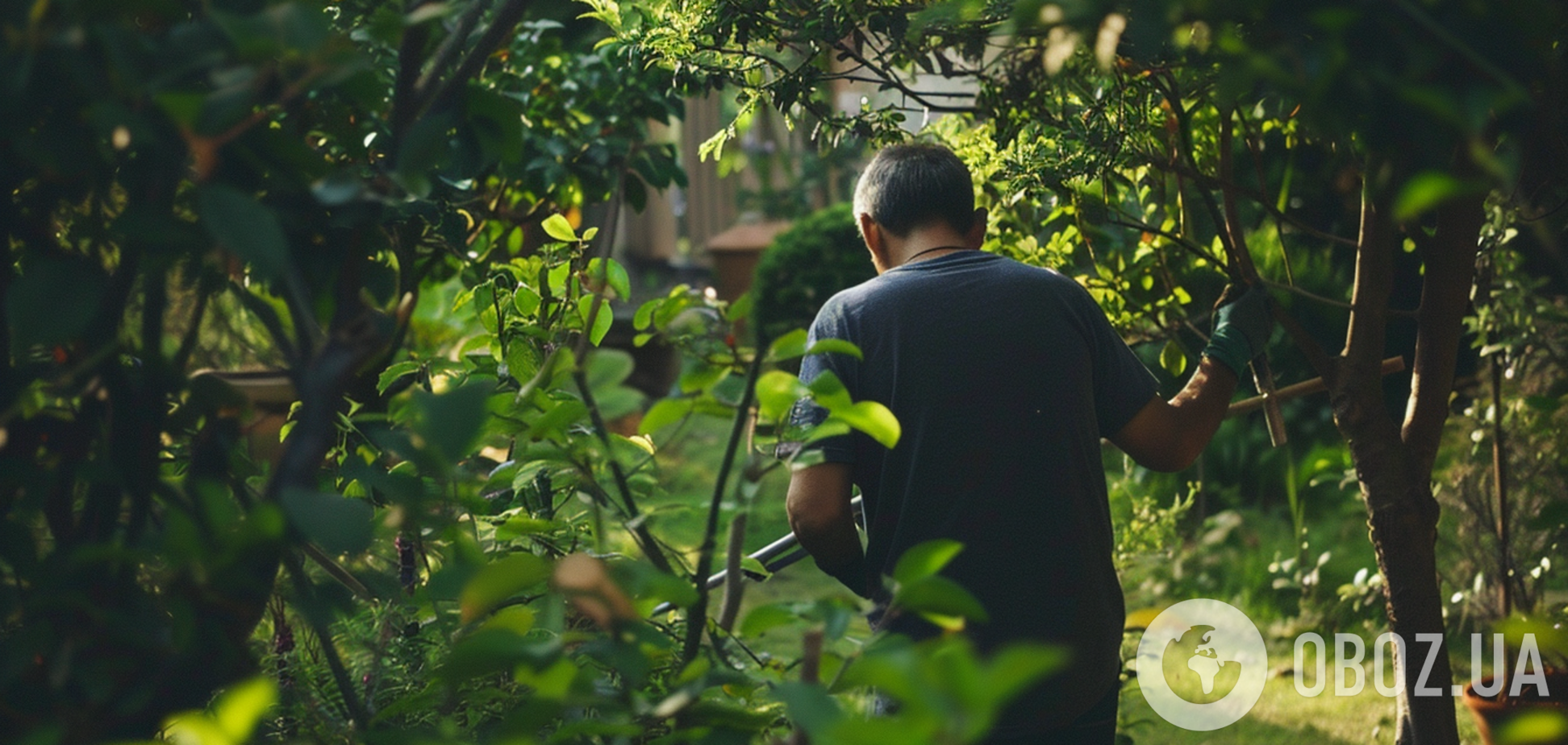Як обробити дерева у саду навесні: дві поради, які врятують від хвороб та шкідників