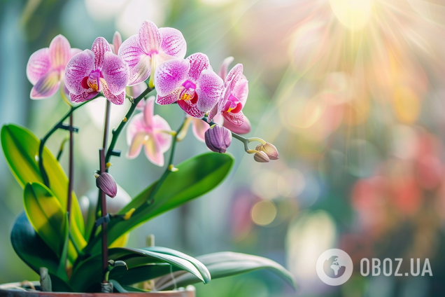 Орхідеї цвістимуть безперервно: є лише одна умова, про яку всі забувають