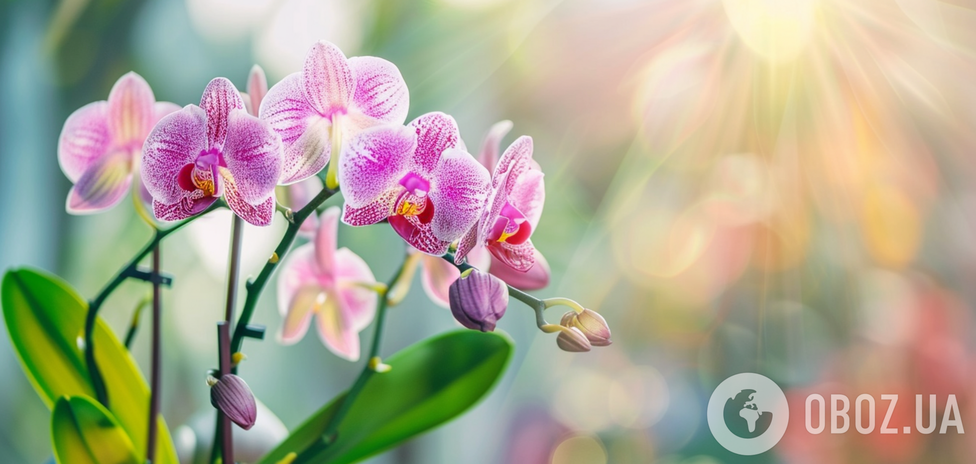 Орхидеи будут цвести непрерывно: есть только одно условие, о котором все забывают