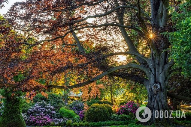 Конкурс 'Європейське дерево року' назвав цьогорічних фіналістів: на якому місці Україна