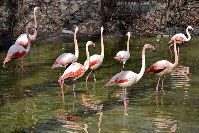 На свои летние озерные угодья вернулись розовые фламинго.