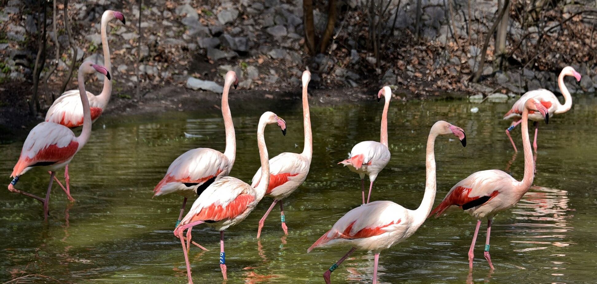 На свои летние озерные угодья вернулись розовые фламинго.