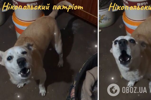 Пес из Никополя 'запел' гимн Украины: щемящее видео