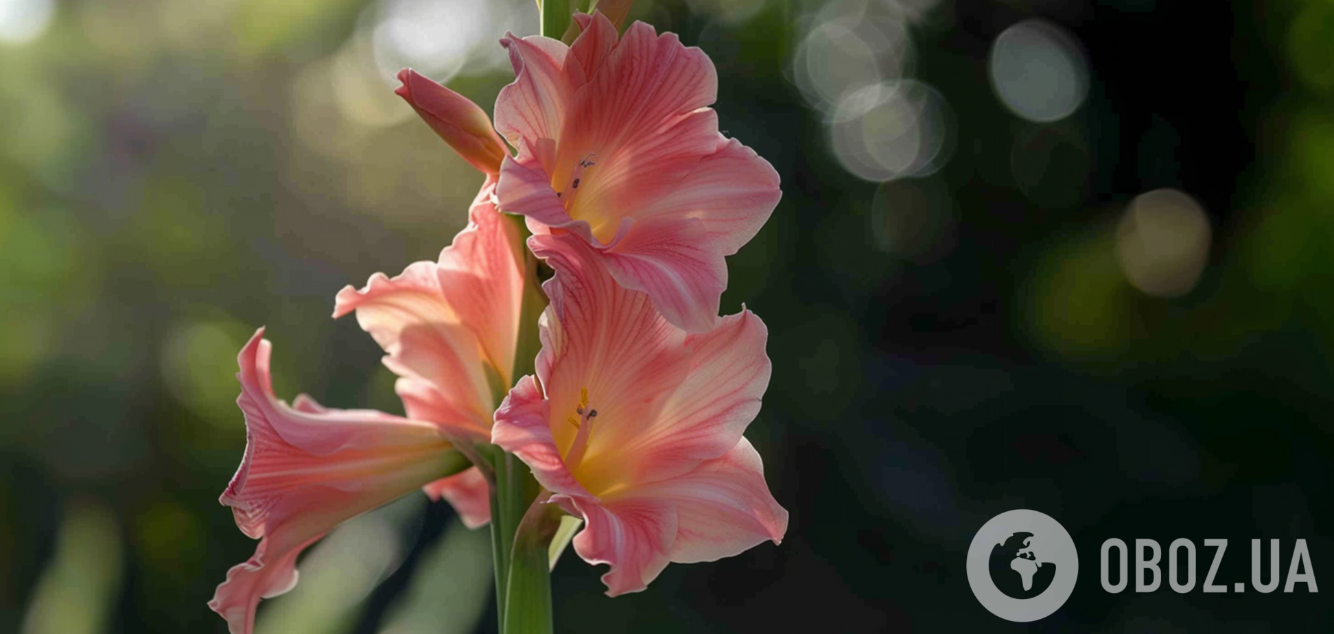 Как еще назвать на украинском гладиолус: ответ вас точно удивит