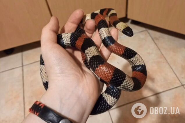 Женщина нашла под капотом своего авто змею из Центральной Мексики.