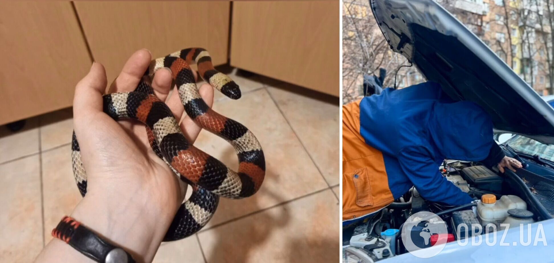 Жінка знайшла під капотом свого авто змію з Центральної Мексики