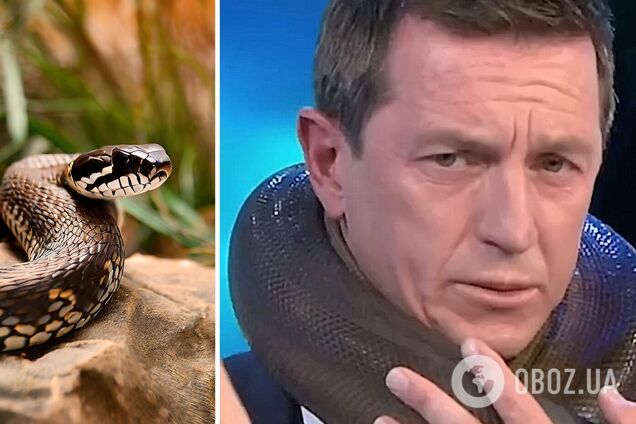 'Я не можу рухатися'. Змія ледве не задушила телезірку Австралії в прямому ефірі: жахливий момент потрапив на відео