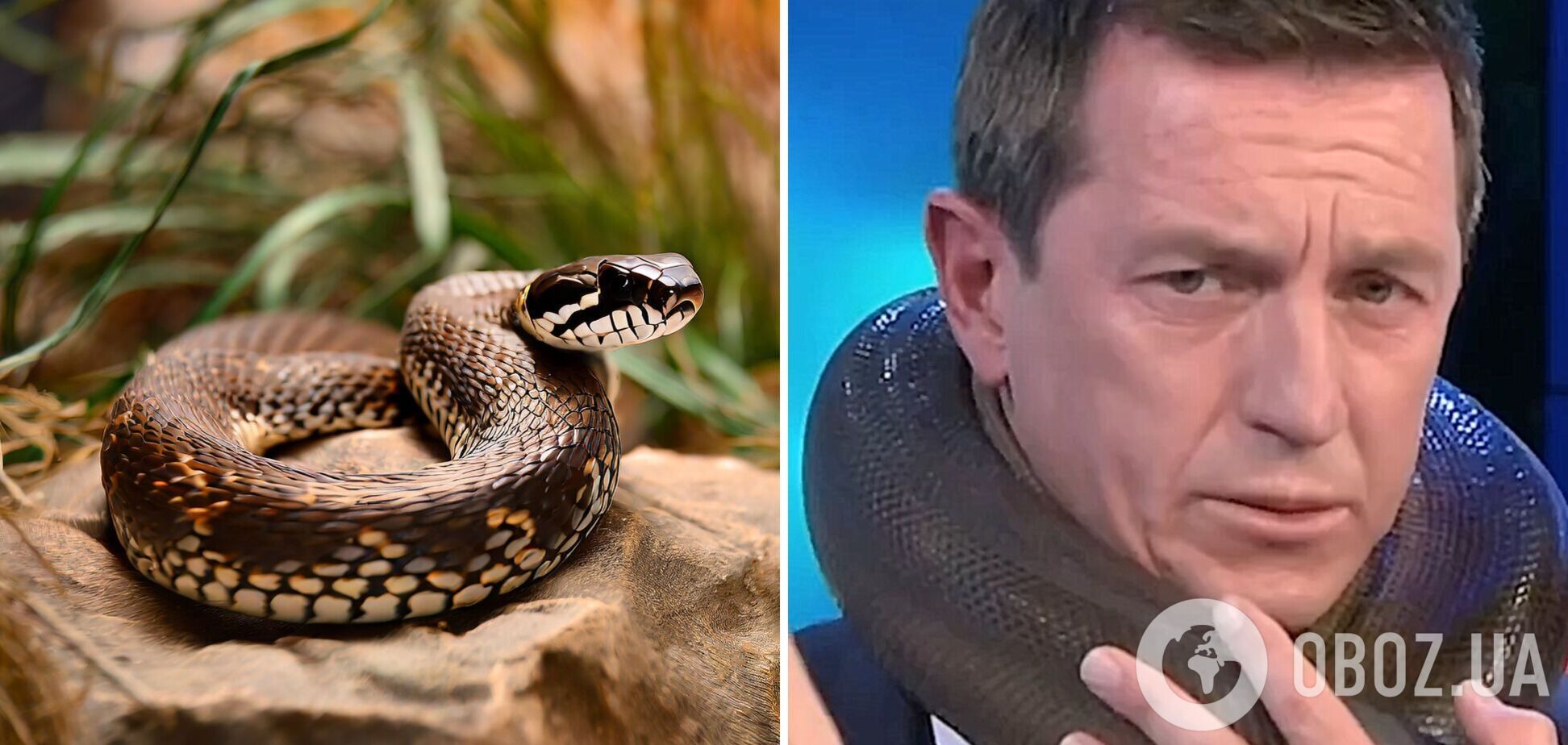'Я не могу двигаться'. Змея чуть не задушила телезвезду Австралии в прямом эфире: ужасный момент попал на видео