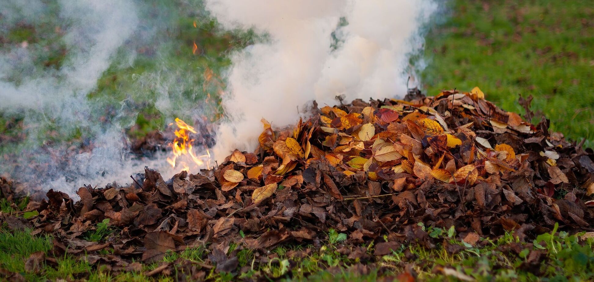 Какой штраф за сжигание листьев в Украине
