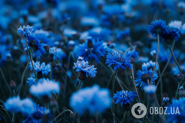 Что такое 'блават': объяснение редкого украинского слова