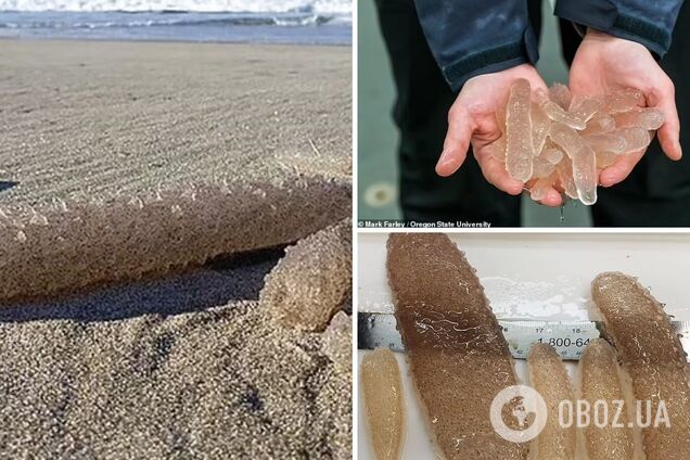 На узбережжя океану викинуло мільйони істот, схожих на краплі води: що кажуть вчені. Фото