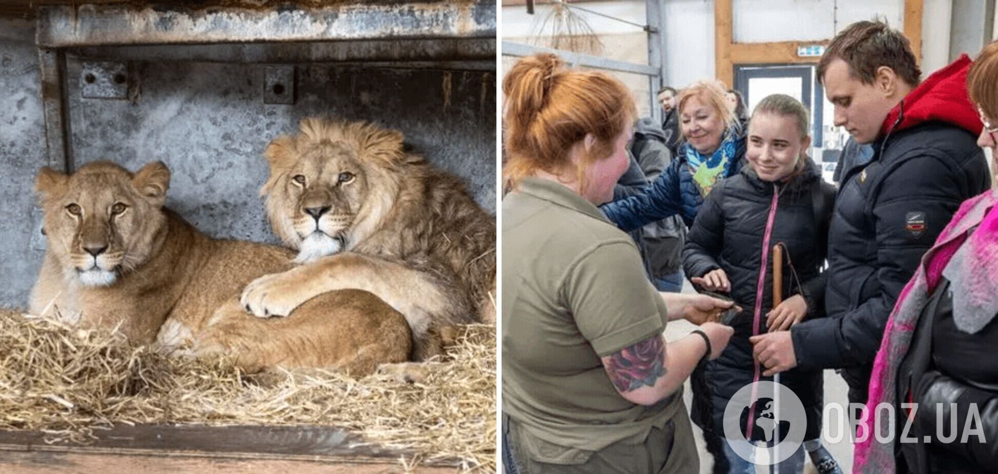 Слепые сироты из Украины встретились со львами, вывезенными в Великобританию от ракет Путина: дети едва сдерживали слезы