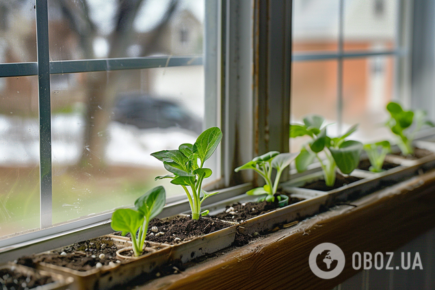Як врятувати бліду і пожовтілу розсаду: поради городникам