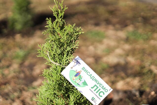 'Леса Украины' покупает покупает сразу 31 авто на десятки миллионов