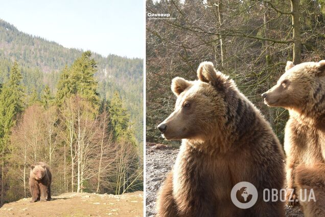 В медвежьем приюте НПП 'Синевир' показали весеннее пробуждение зверей. Фото и видео