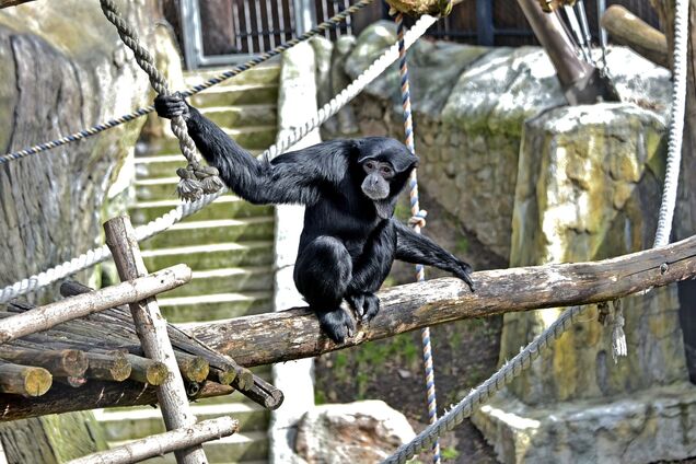 До літнього вольєра переїхали сіаманги Патрік та Тіса