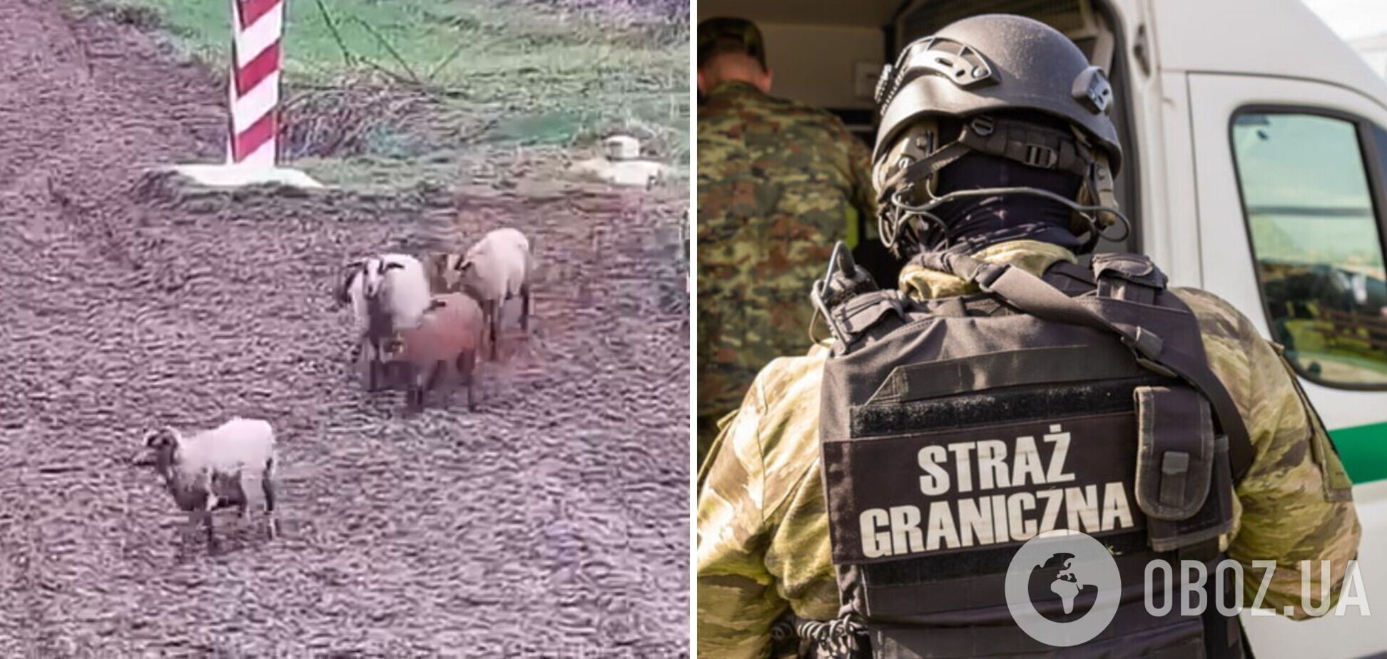 'Це були рецидивісти': польські прикордонники піднялися за тривогою через отару овець на кордоні з Україною. Відео