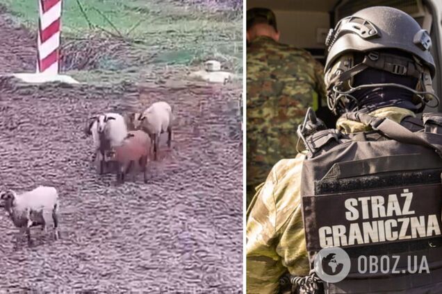 'Это были рецидивисты': польские пограничники поднялись по тревоге из-за стада овец на границе с Украиной. Видео