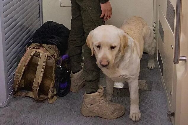'Укрзалізниця' после скандала с военным и служебной собакой приняла важное решение