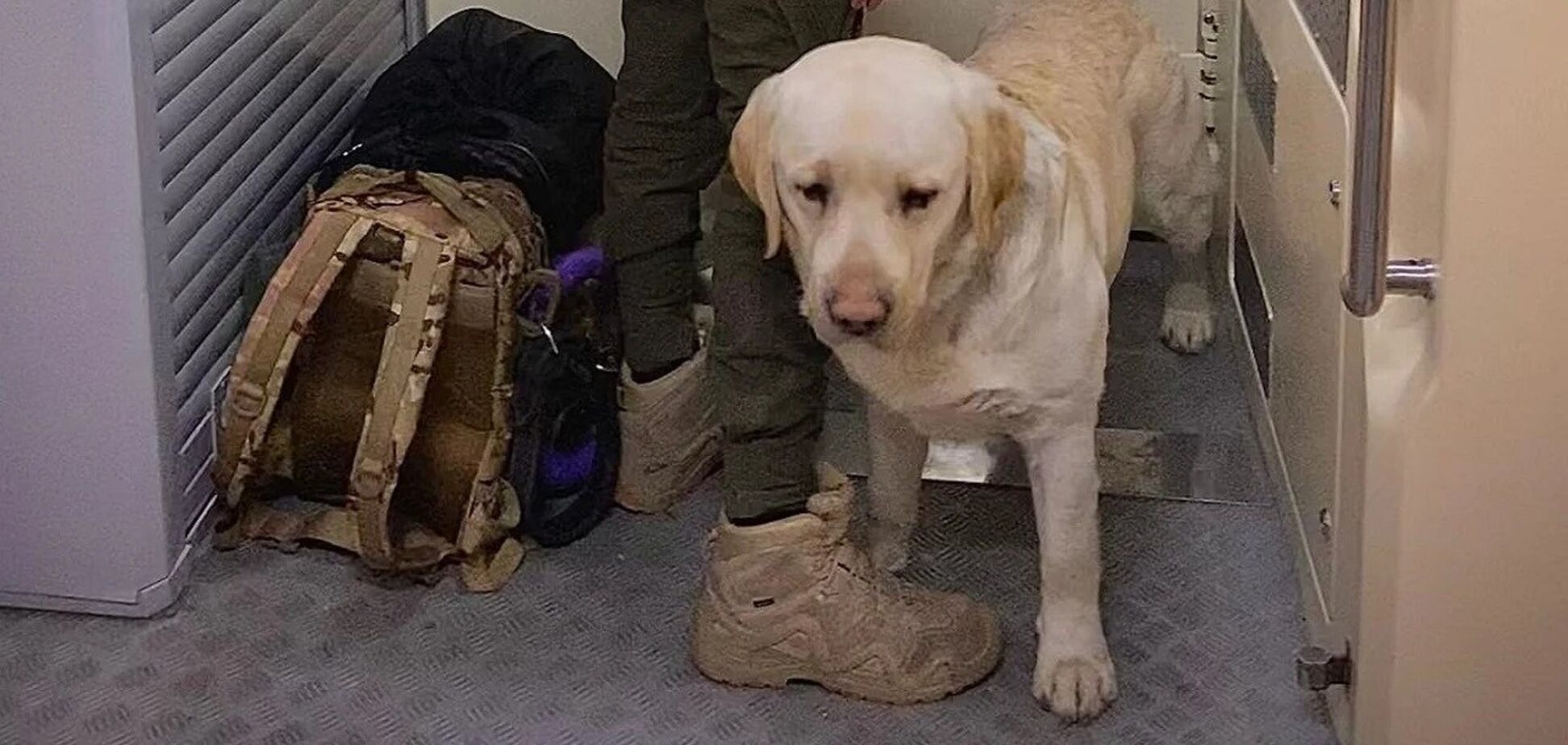 'Укрзалізниця' після скандалу з військовим і службовим собакою ухвалила важливе рішення