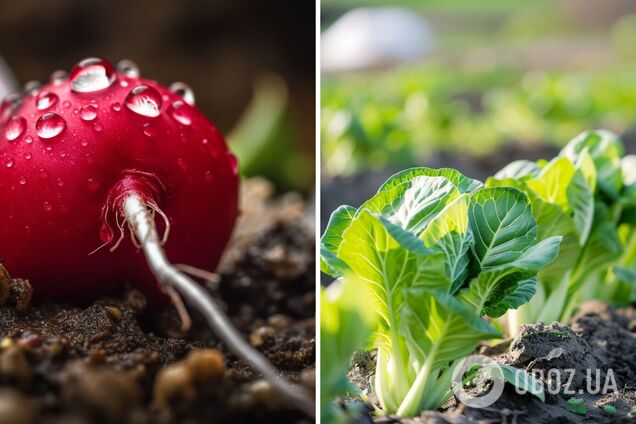 Що посадити на дачі новачкові: овочі, які найпростіше виростити