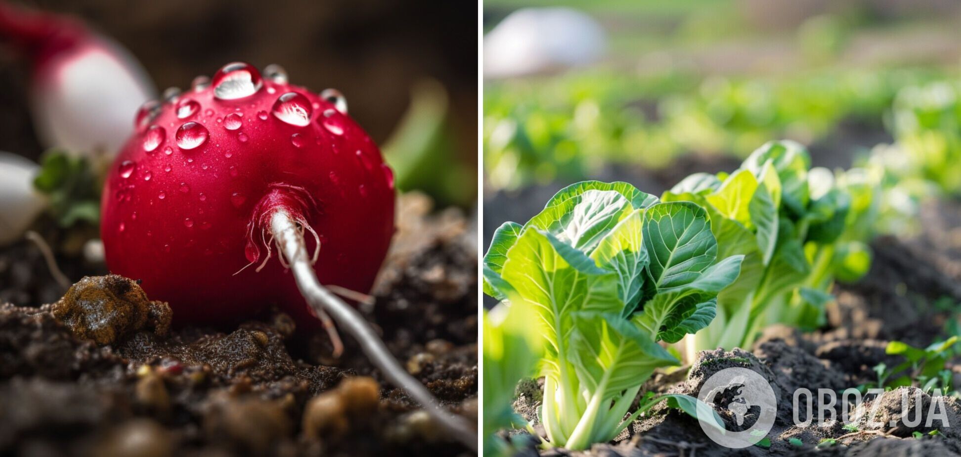 Что посадить на даче новичку: овощи, которые проще всего вырастить