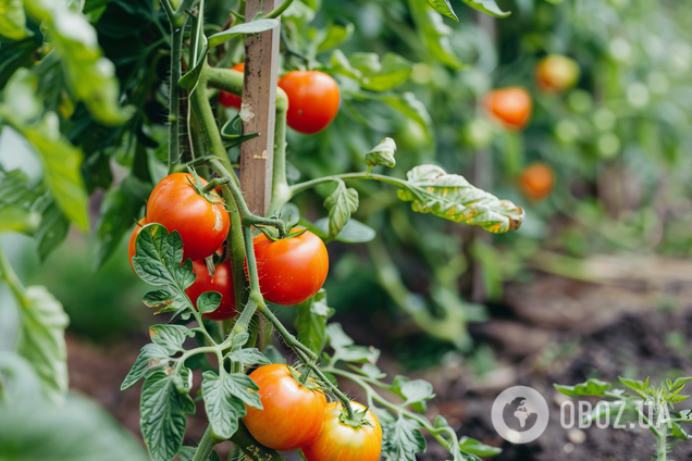 Какие помидоры лучше подойдут для выращивания в теплице и консервации: сорта