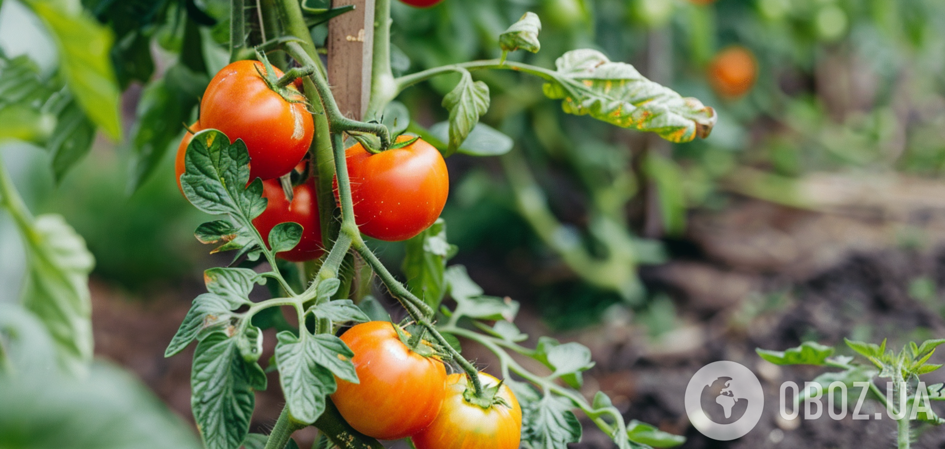 Які помідори найкраще підійдуть для вирощування в теплиці та консервації: сорти