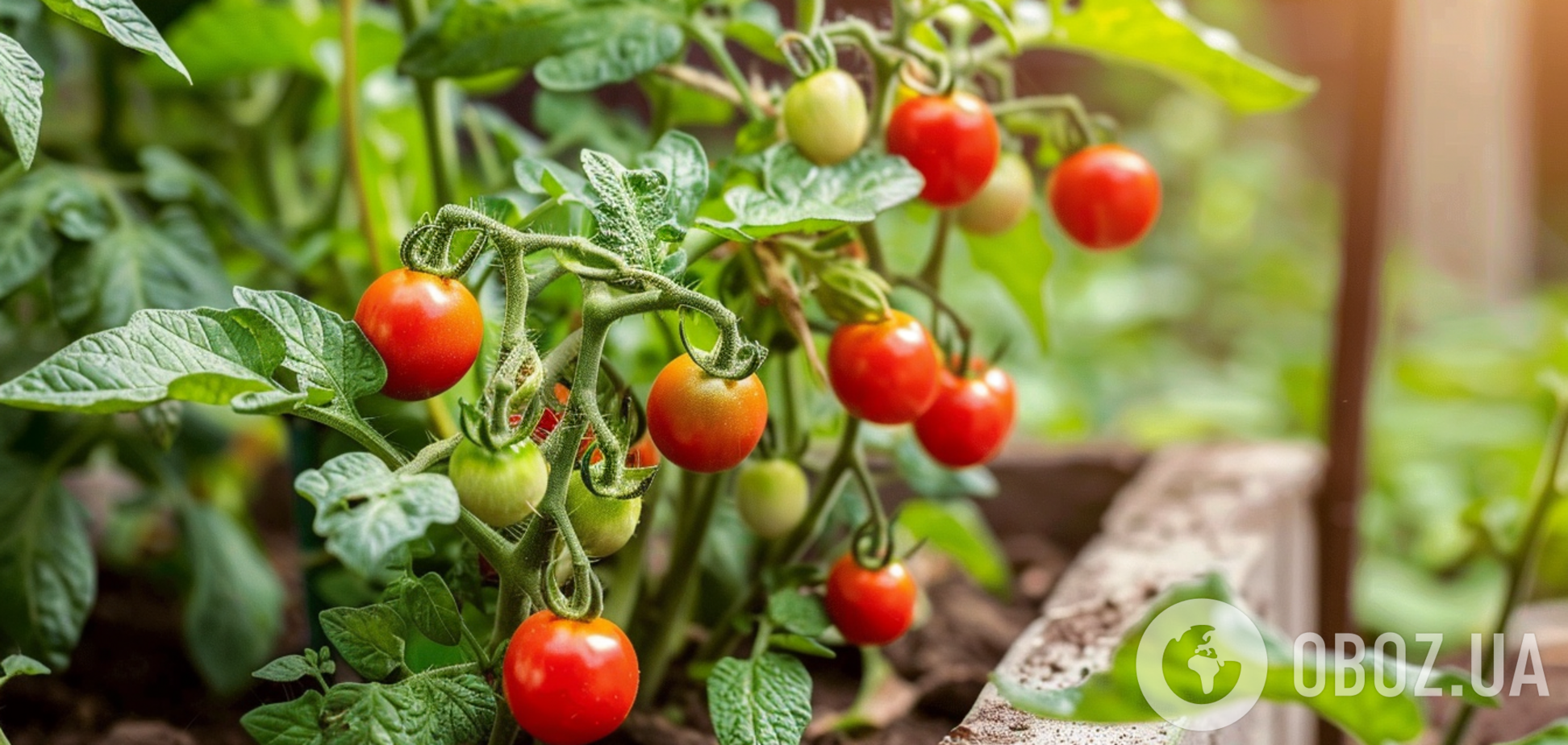 Суперранні помідори: які сорти обрати, щоб швидко отримати урожай