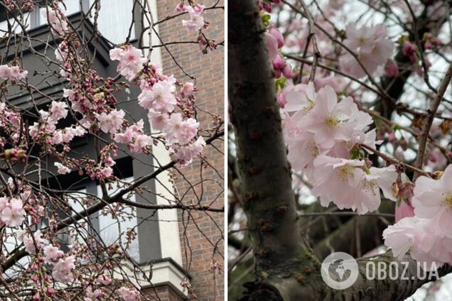 Заморозки не перешкода: в Мукачеві рясно зацвіла 'шалена' сакура. Фото
