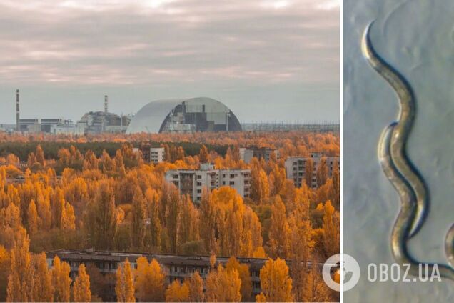 У ДНК черв'яків із чорнобильської зони виявили дещо дивне: що дізналися вчені