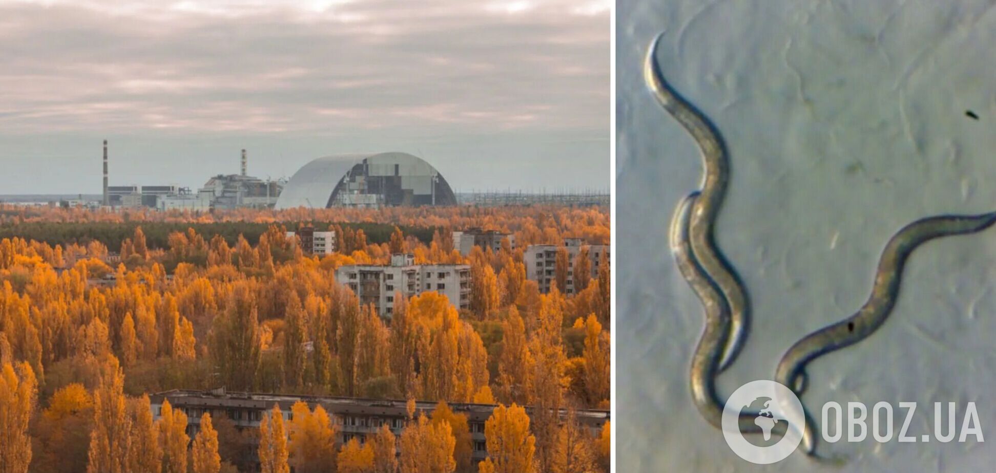 В ДНК червей из чернобыльской зоны обнаружили несколько странное: что узнали ученые