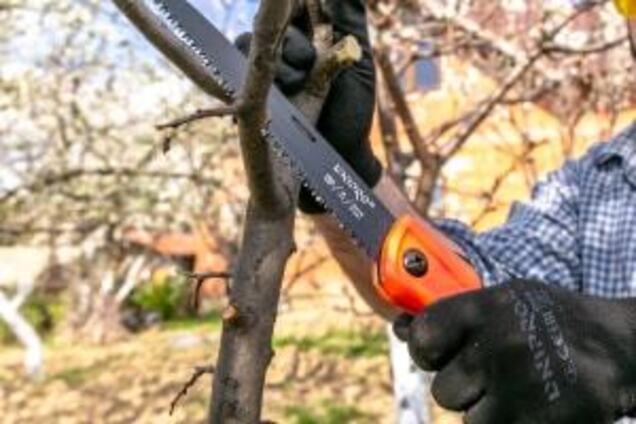 Специалисты Dnipro-M рассказали, какие инструменты нужны для обрезки в саду