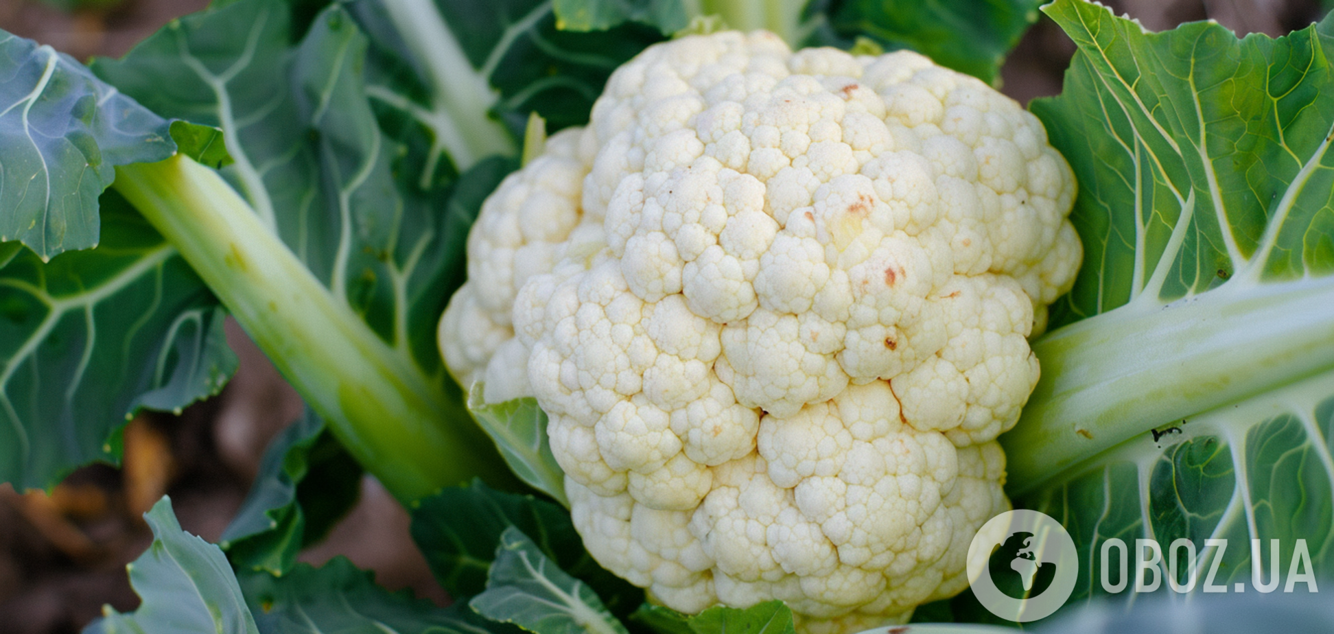 Коли сіють на розсаду цвітну капусту: поради щодо вирощування