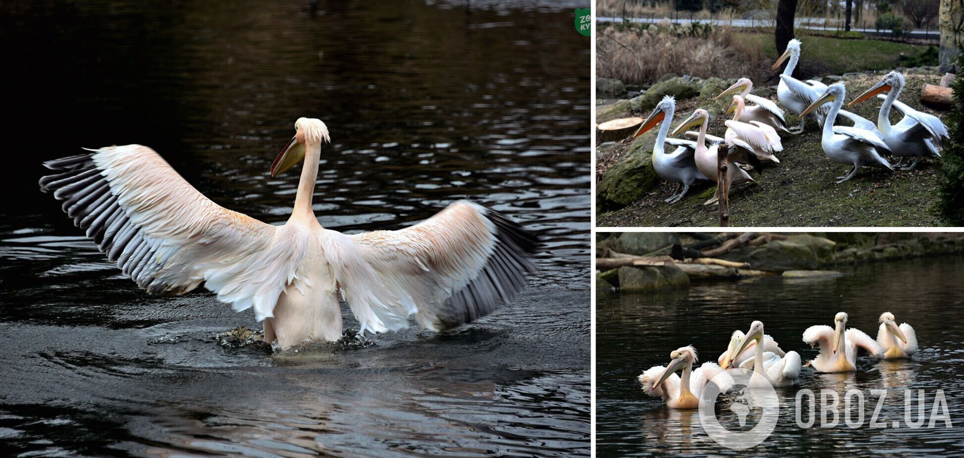 В Киевском зоопарке в озера вернулись пеликаны