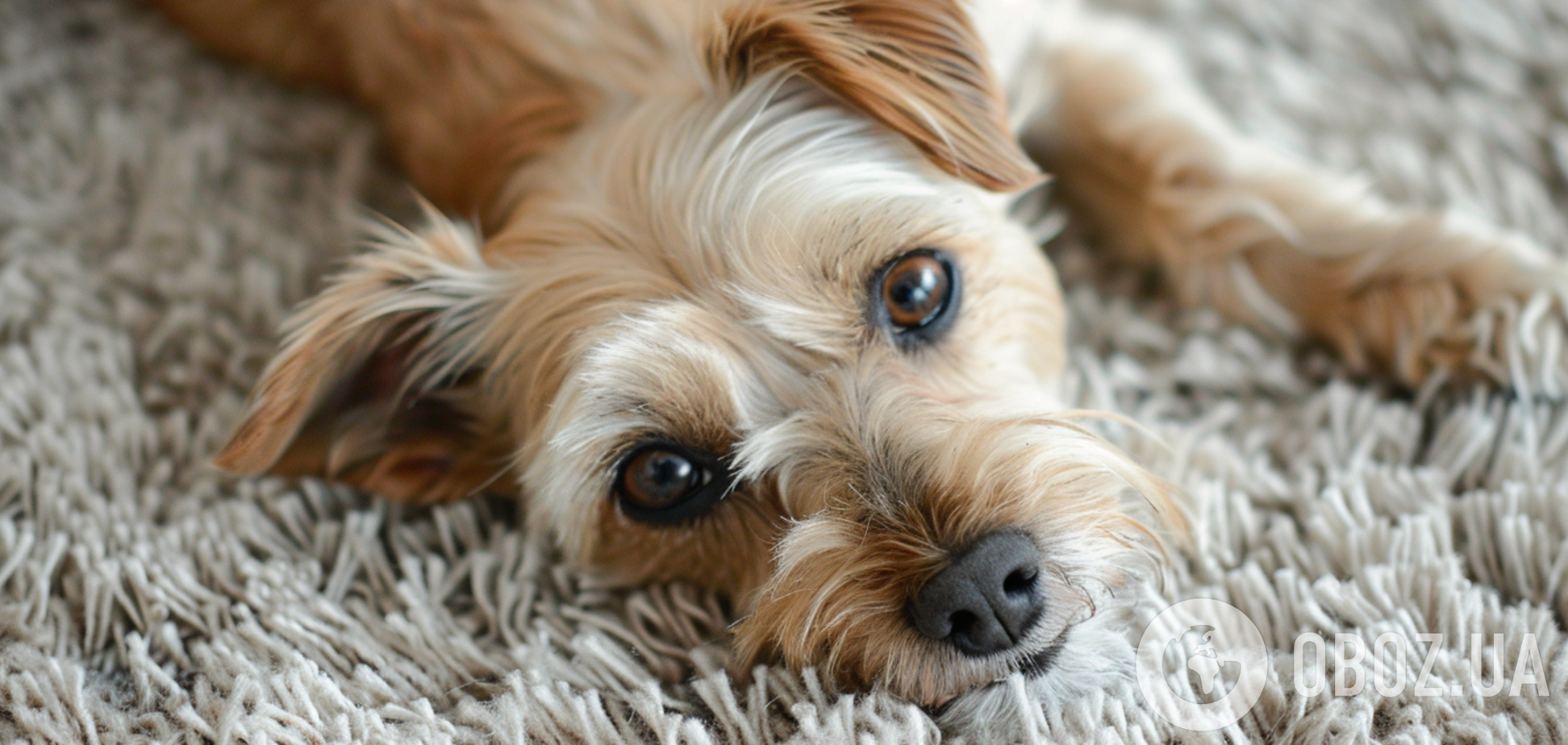 В усіх собак є універсальна мова: експерти пояснили, як зрозуміти, що хоче сказати домашній улюбленець