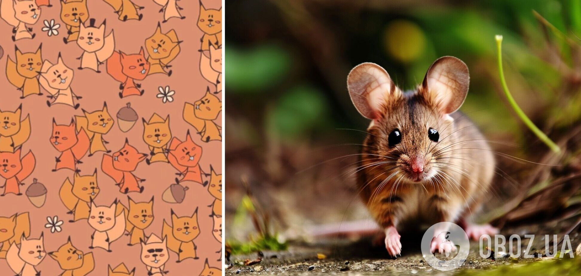 Найдите мышь среди белок: увлекательная головоломка с забавными зверьками