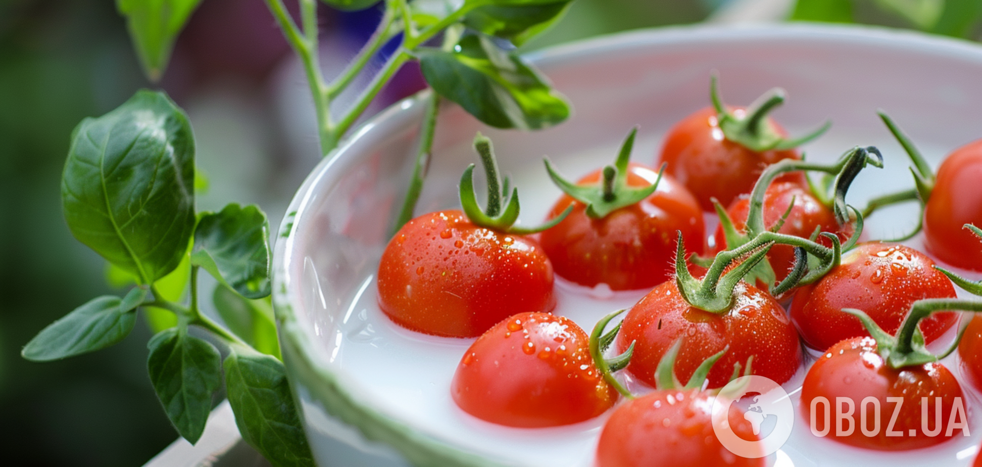 Зачем опрыскивать огурцы и помидоры смесью с молоком: полезная хитрость