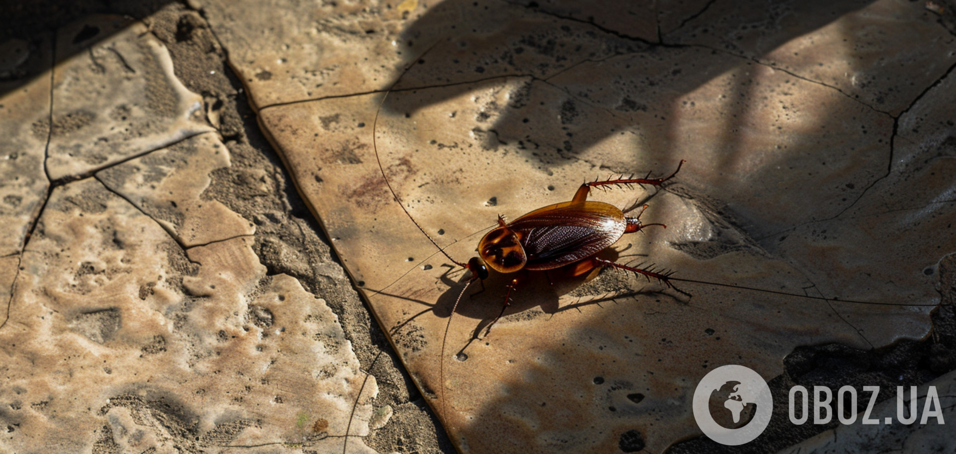 Тараканов больше не будет: как надолго избавиться от вредителей дома