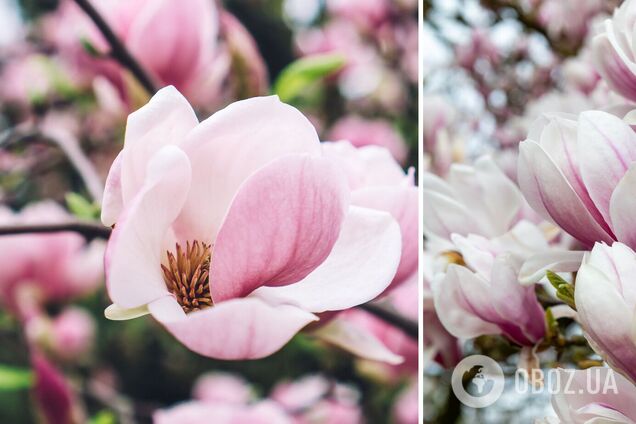 Цветущая Европа: топ городов, куда стоит отправиться этой весной