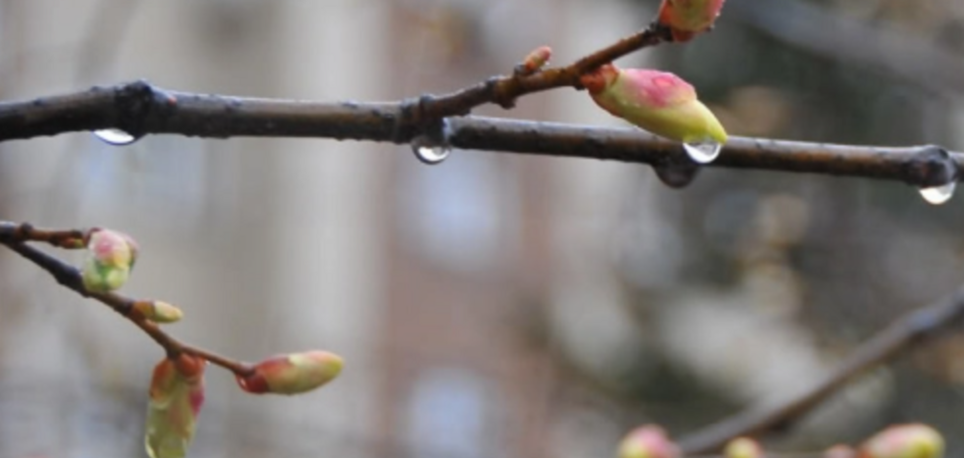 Украину ждет волна непогоды: синоптики сказали, какие области минуют грозы