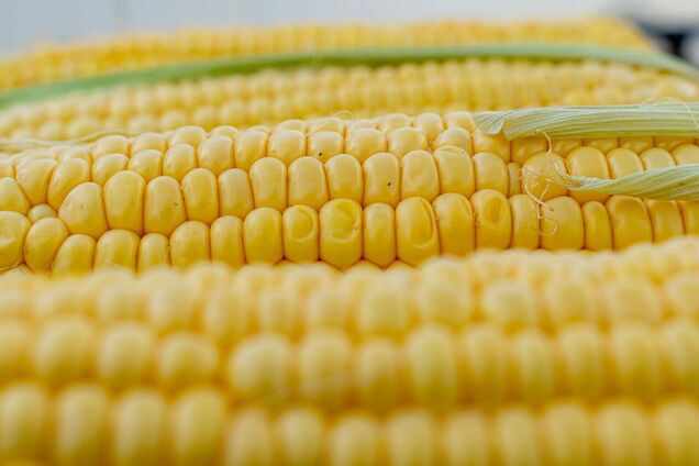 Китай відмовляється від української кукурудзи