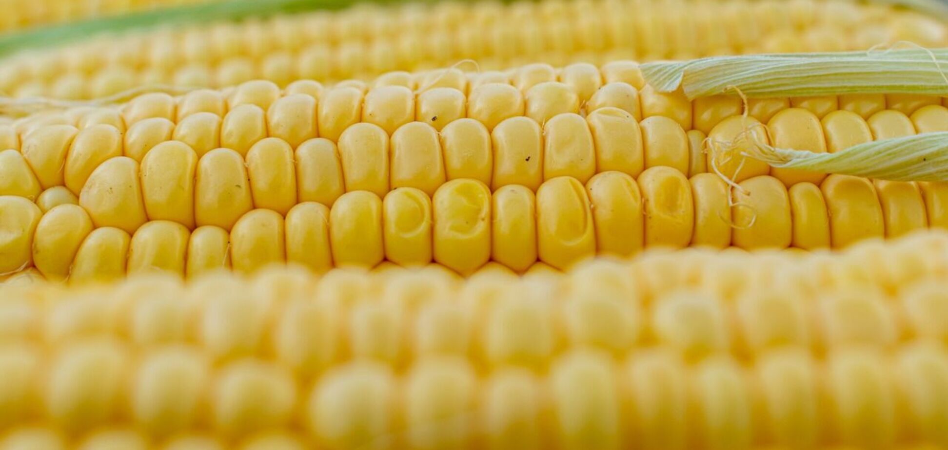 Китай відмовляється від української кукурудзи