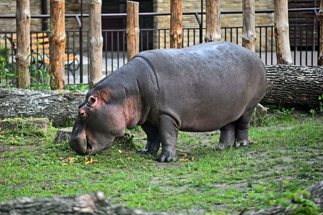Бегемотик Лили