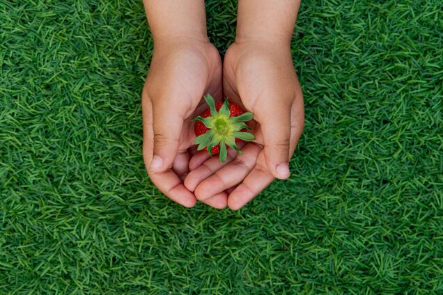 Болів живіт, з'явився висип: у лікарні Дніпра помер шестирічний хлопчик, який з’їв полуницю