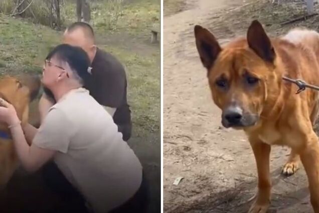 На Сумщине семья разыскала пса, чудом выжившего во время сокрушительного обстрела армией РФ: невероятная история. Видео