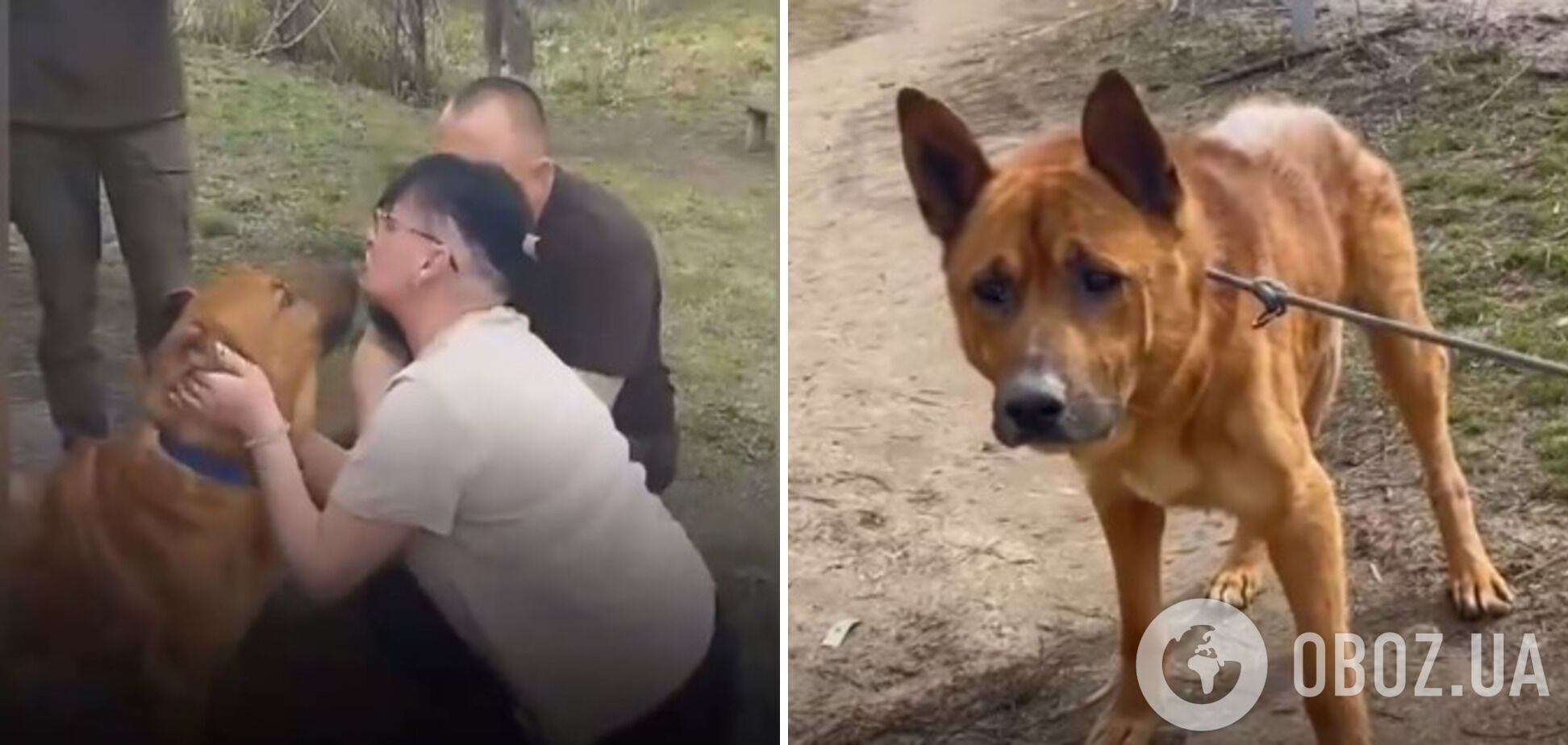 На Сумщине семья разыскала пса, чудом выжившего во время сокрушительного обстрела армией РФ: невероятная история. Видео
