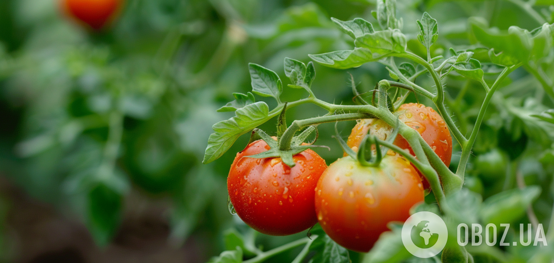 Як правильно поливати помідори у теплиці і на городі: помилка може знищити урожай